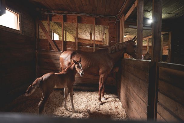 Around the Village of Chemal: Olimp Equestrian Centre, Throat Singing, Village of Craftsmen in Askat